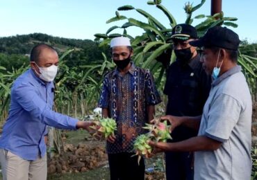 Wakil Ketua DPRD Kaltim Panen Buah Naga di Samboja, Petani Keluhkan Akses Jalan dan Pemasaran