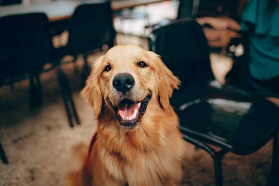 Ilustrasi Anjing (Pexels.com)