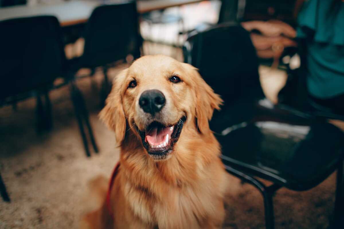 Ilustrasi Anjing (Pexels.com)