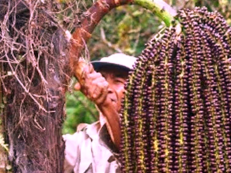 Tanaman Aren Genjah Kutai Timur memiliki kualitas terbaik di Indonesia