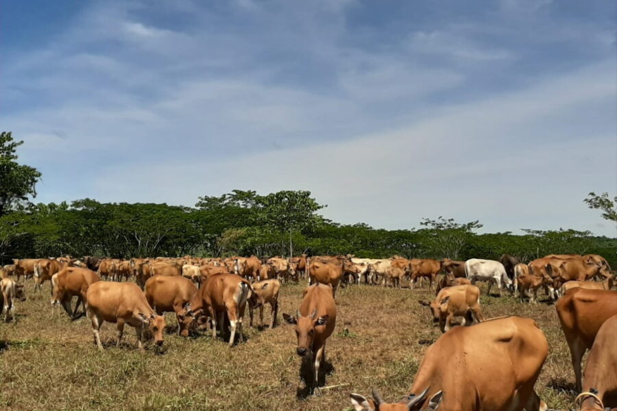 Dinas Peternakan dan Kesehatan Hewan Kaltim terus mendukung program pembangunan mini ranch