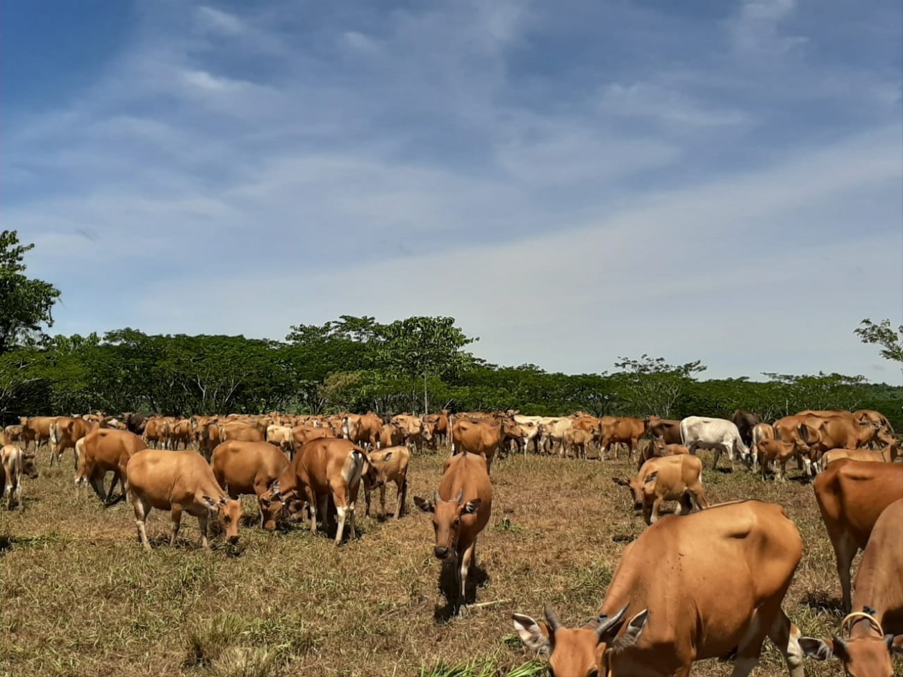 Dinas Peternakan dan Kesehatan Hewan Kaltim terus mendukung program pembangunan mini ranch
