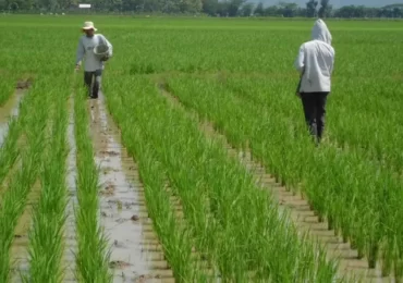Kaltim Siapkan 10 Ribu Hektar untuk Food Estate