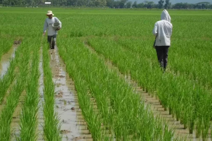 Food estate disiapkan guna ketahanan pangan di Kaltim, terlebih IKN Nusantara