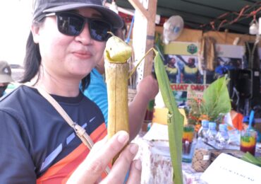 Puding Kantong Semar, Kuliner Tradisional Khas Mahakam Ulu