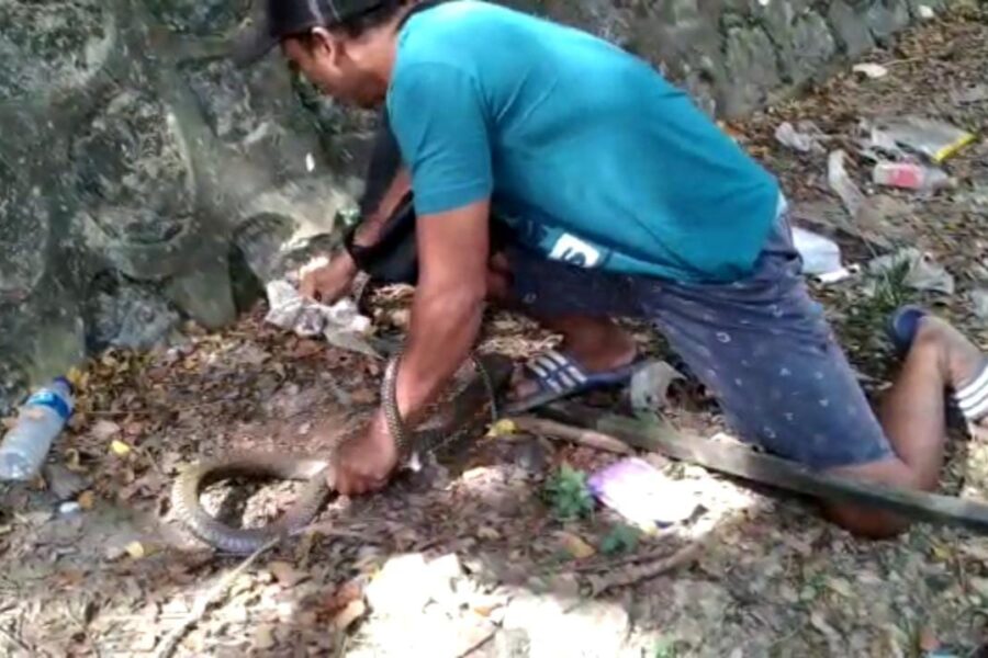 Warga berhasil menangkap Ular Kobra besar di Mugirejo, Samarinda (Adakah.id)