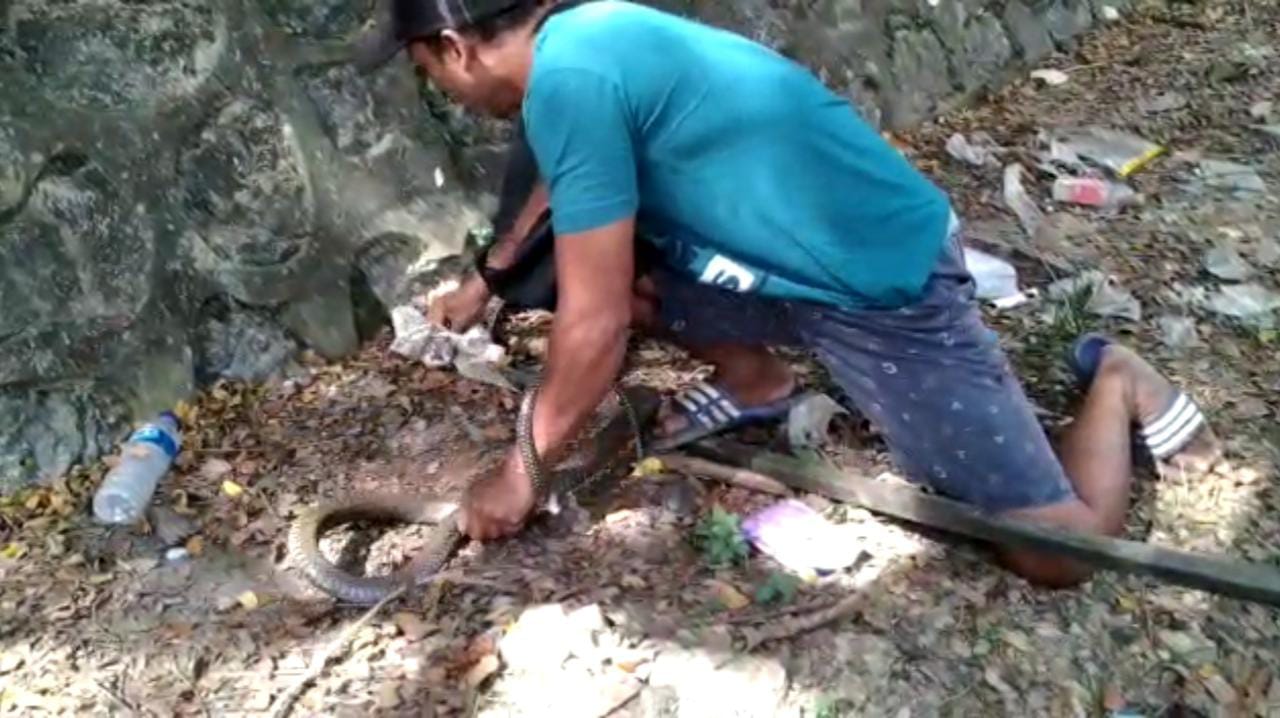 Warga berhasil menangkap Ular Kobra besar di Mugirejo, Samarinda (Adakah.id)