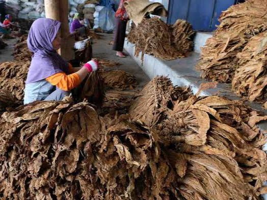 Ilustrasi Komoditas Tembakau (i) Angka Inflasi Kaltim per Januari 2023 terkendali di bawah amgka inflasi nasional