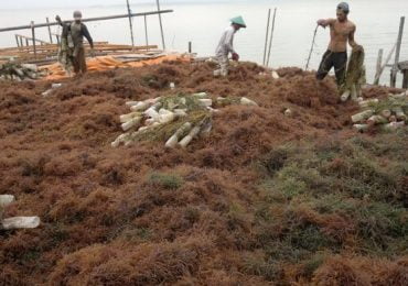 DPMPTSP Kaltim Optimis dengan Pasar Komoditi Rumput Laut