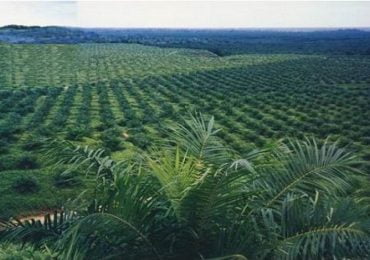 Investor Singapura Bakal Bangun Pabrik Sawit dan Minyak Goreng, Puguh: Kami Sangat Apresiasi