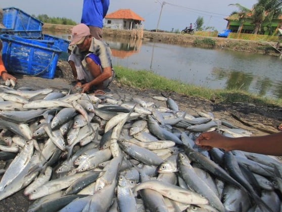Industri Perikanan membutuhkan manufaktur pendukung guna meningkatkan kualitas produksi. (Ist)