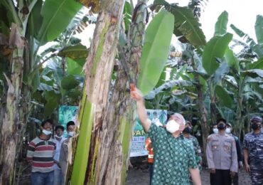 DPMPTSP Kaltim Maksimalkan Potensi Perkebunan Pisang di Kutai Timur