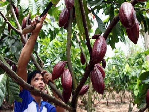 Ilustrasi kakao yang ada di Kaltim. (IST)