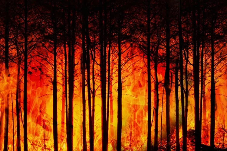 Warga Kaltim diimbau hindari risiko Kebakaran Hutan dan Lahan (Ilustrasi Pixabay)