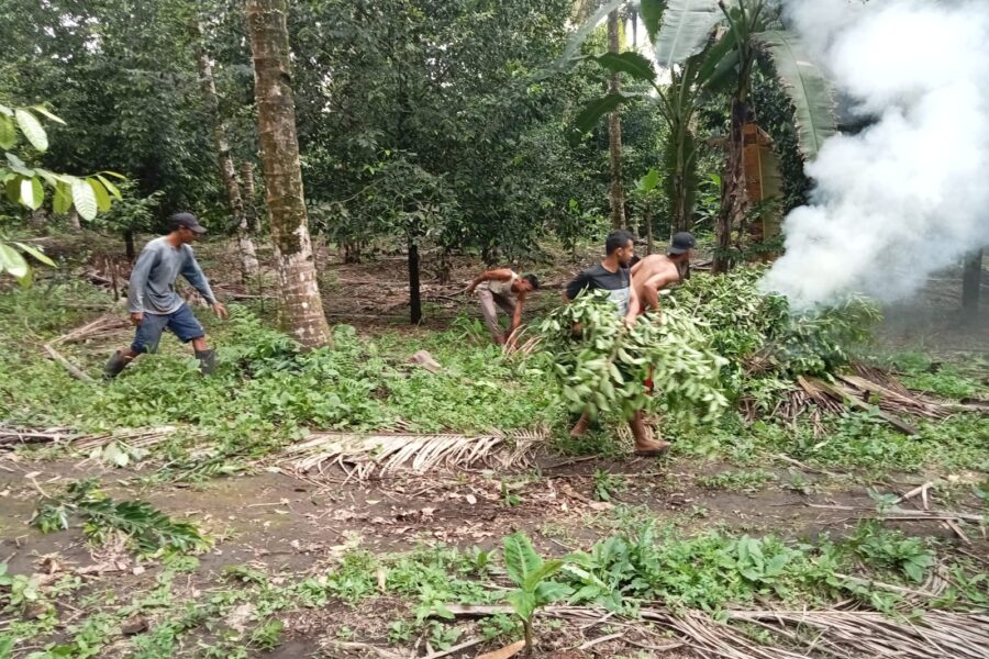 Sejumlah masyarakat Galela Menebang Pohon di kawasan DAS II, Kecamatan Galela, Halmahera Utara, Malut (Ist)