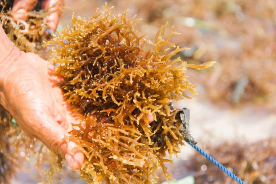 Ilustrasi Industri Ramput Laut (Ist)