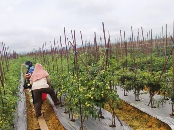 Pemanfaatan lahan kosong untuk tanaman holtikultura di Desa Tanjung Batu, Tenggarong Seberang, Kutai Kartanegara.