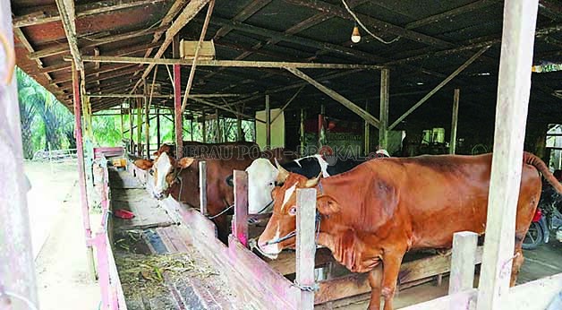 Camat Sangasanga, Dachriansyah, mengatakan bahwa rencana ini masih dalam tahap perencanaan, namun sudah mulai dilakukan tahap awal.