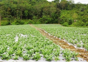 Hasil Tanam Desa Bendang Raya Kukar Siap Dukung IKN