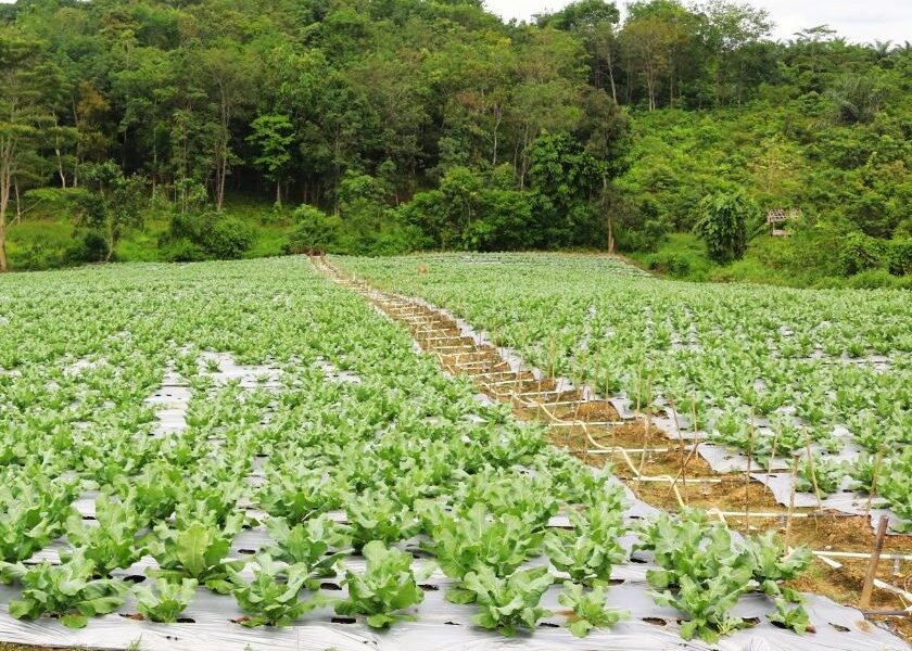 Desa Bendang Raya di Kecamatan Tenggarong, Kabupaten Kutai Kartanegara (Kukar), memiliki program untuk mendukung penyiapan perpindahan Ibu Kota Negara (IKN) di Kukar.