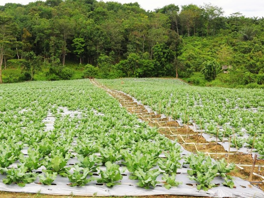 Desa Bendang Raya di Kecamatan Tenggarong, Kabupaten Kutai Kartanegara (Kukar), memiliki program untuk mendukung penyiapan perpindahan Ibu Kota Negara (IKN) di Kukar.