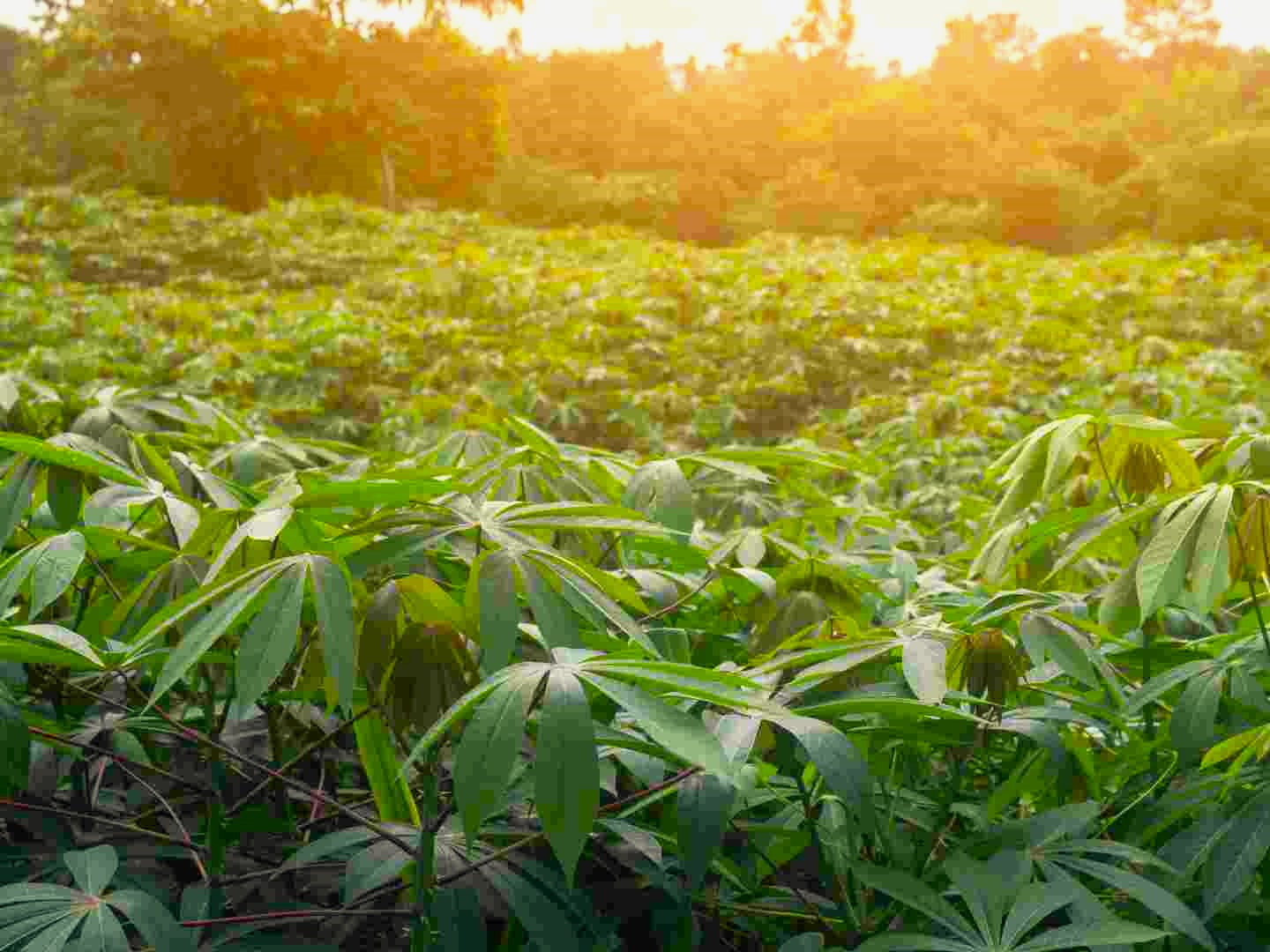 Kebun Singkong Selingkuh, Produk Unik asal Desa Jembayan Tengah, Kecamatan Loa Kulu. (Ilustrasi)