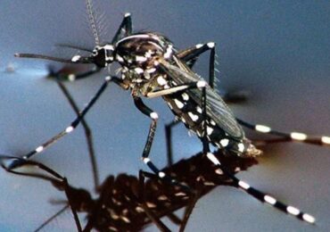 Dinkes Kaltim Bakal Kembangkan Teknologi Nyamuk Wolbachia