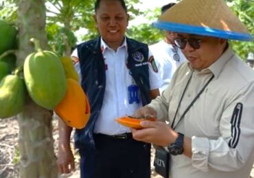 Wabup Kukar Cicipi Pepaya California di Kebun Poktan Berkat Al-Arsyadi