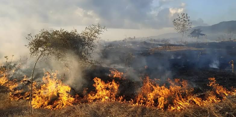 Ilustrasi kebakaran hutan di Kaltim, 26 Titik Panas terdeteksi di Kutai Timur. (ist)