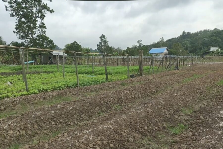 Pertanian di Desa Tani Bhakti, Loa Janan, Kutai Kartanegara.