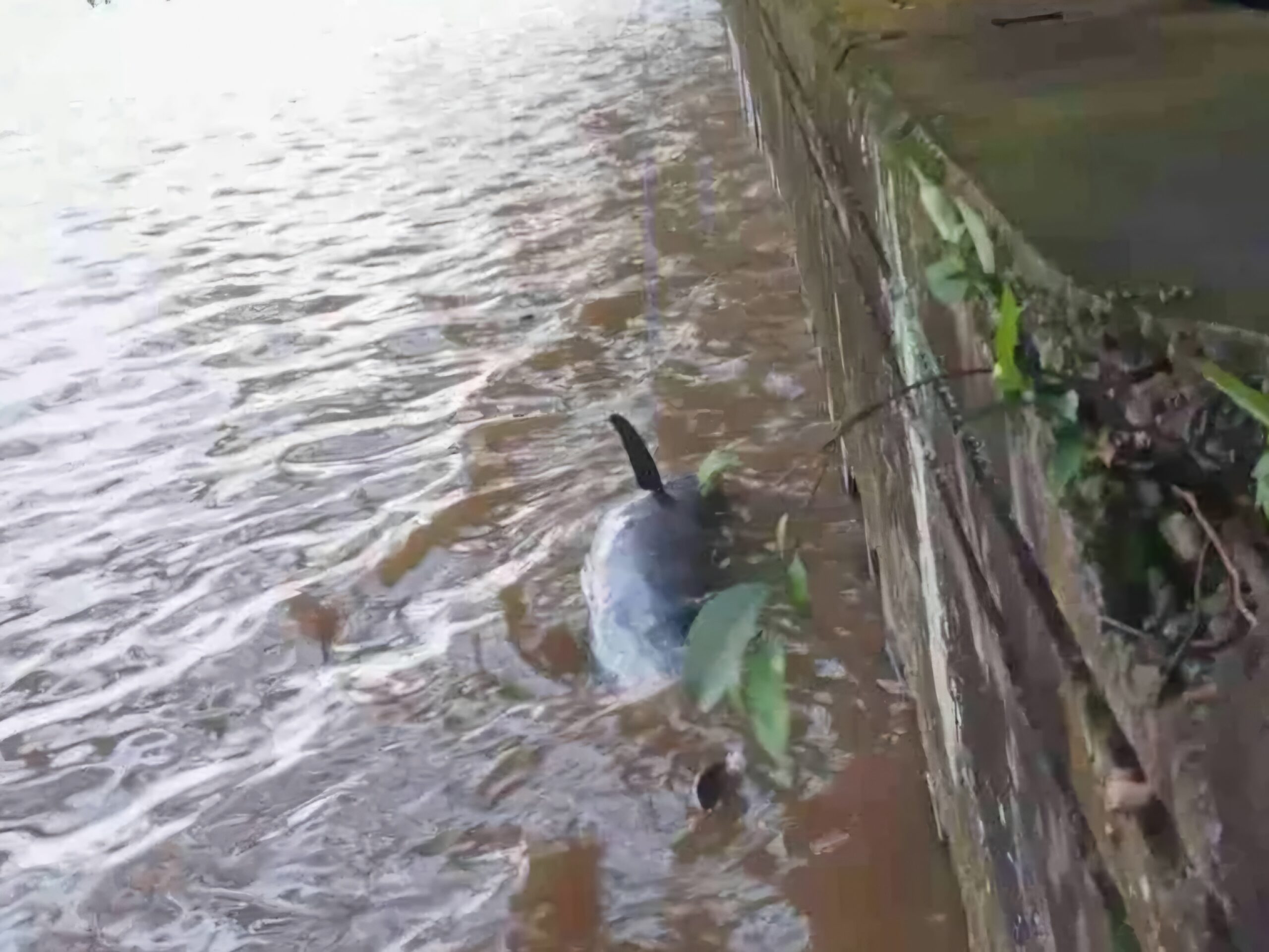 Bangkai pesut mahakam yang diabadikan warga saat mengapung di tepi sungai Mahakam segmen jalan Slamet Riyadi. (IST)