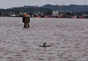 Bangkai Pesut Ditemukan Mati Terdampar di Sungai Mahakam, Penemuan Ketiga
