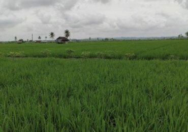 Transformasi Ekonomi Kukar: Hilirisasi Pertanian hingga Ciptakan Lapangan Kerja