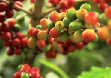 DPRD Kaltim Dorong Kopi Lokal Jadi Komoditas Unggulan