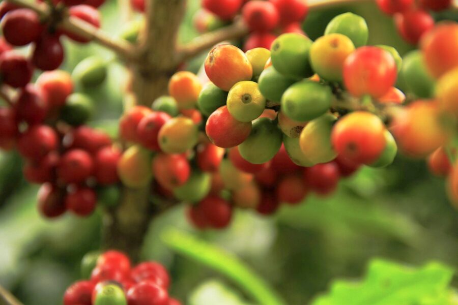 DPRD Kaltim Dorong Kopi Lokal Jadi Komoditas Unggulan..(ist)