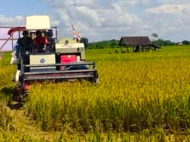 Tantangan Regenerasi Petani di Tenggarong Seberang Makin Serius. (ist)
