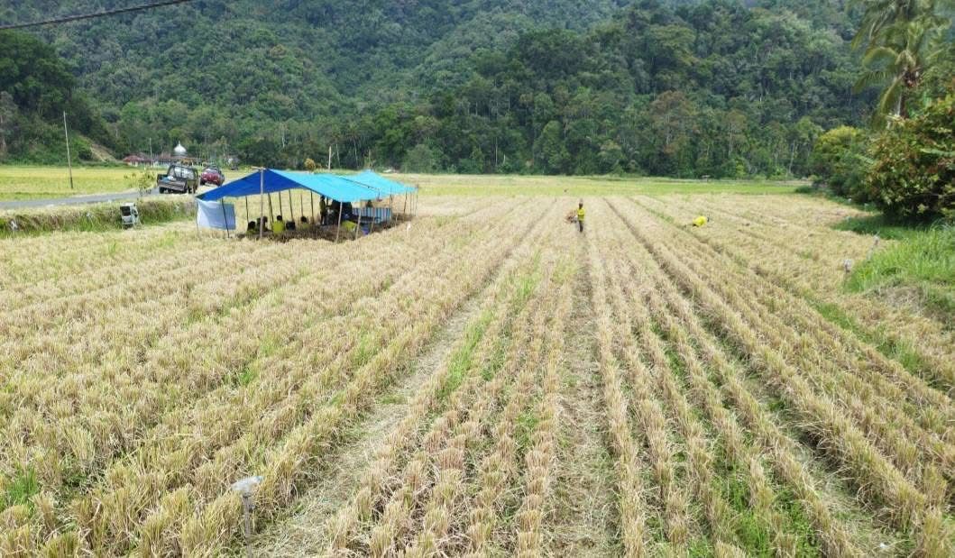 Pertanian di Desa Segihan, Kukar.