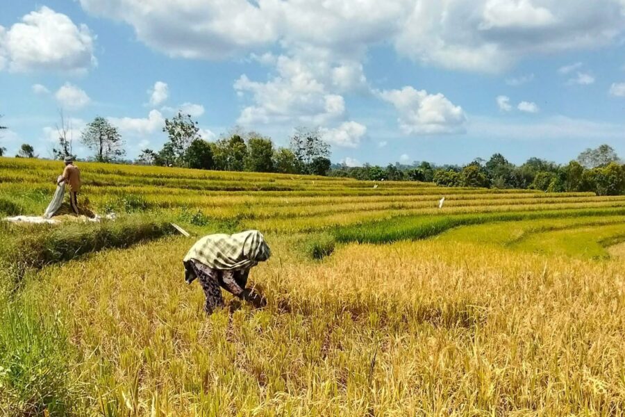 Panen Pertanian Padi di Desa Loa Raya, Kukar.