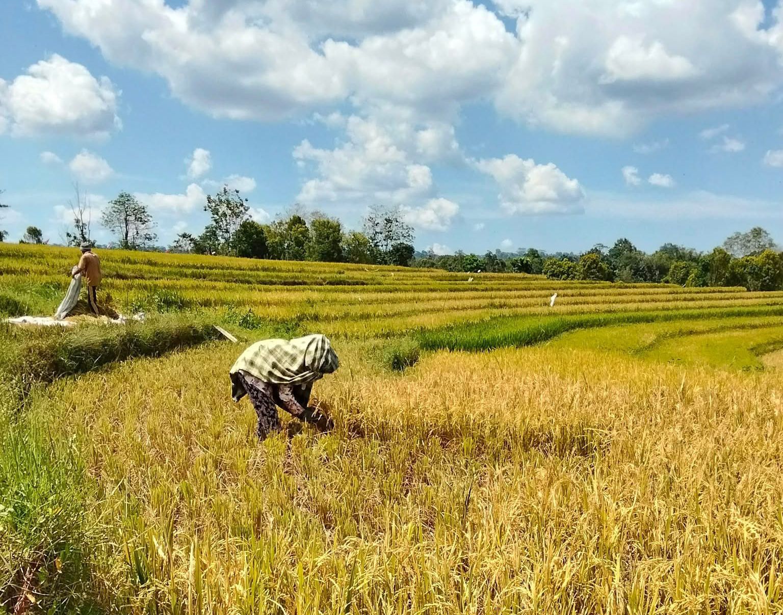 Panen Pertanian Padi di Desa Loa Raya, Kukar.