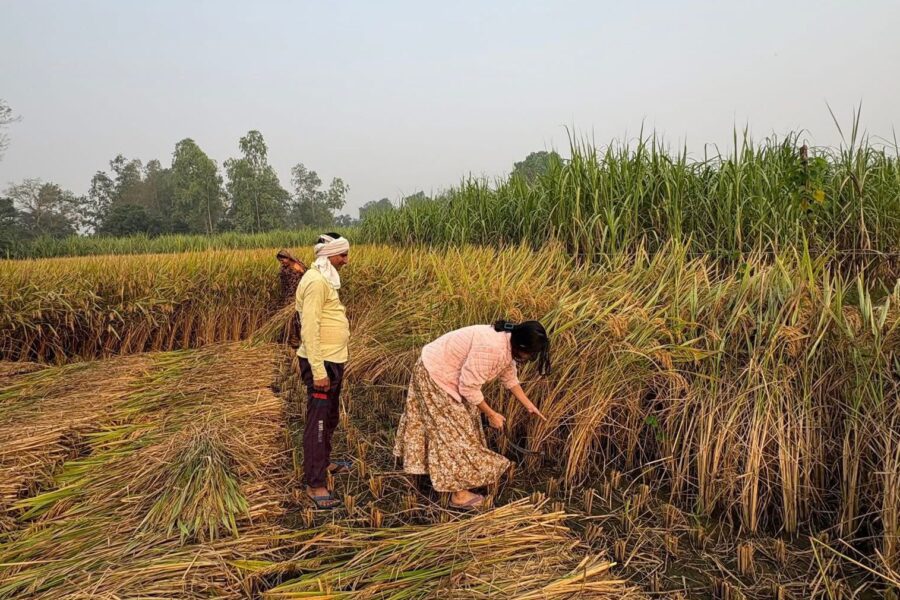 Desa Suka Maju, Kecamatan Tenggarong Seberang.