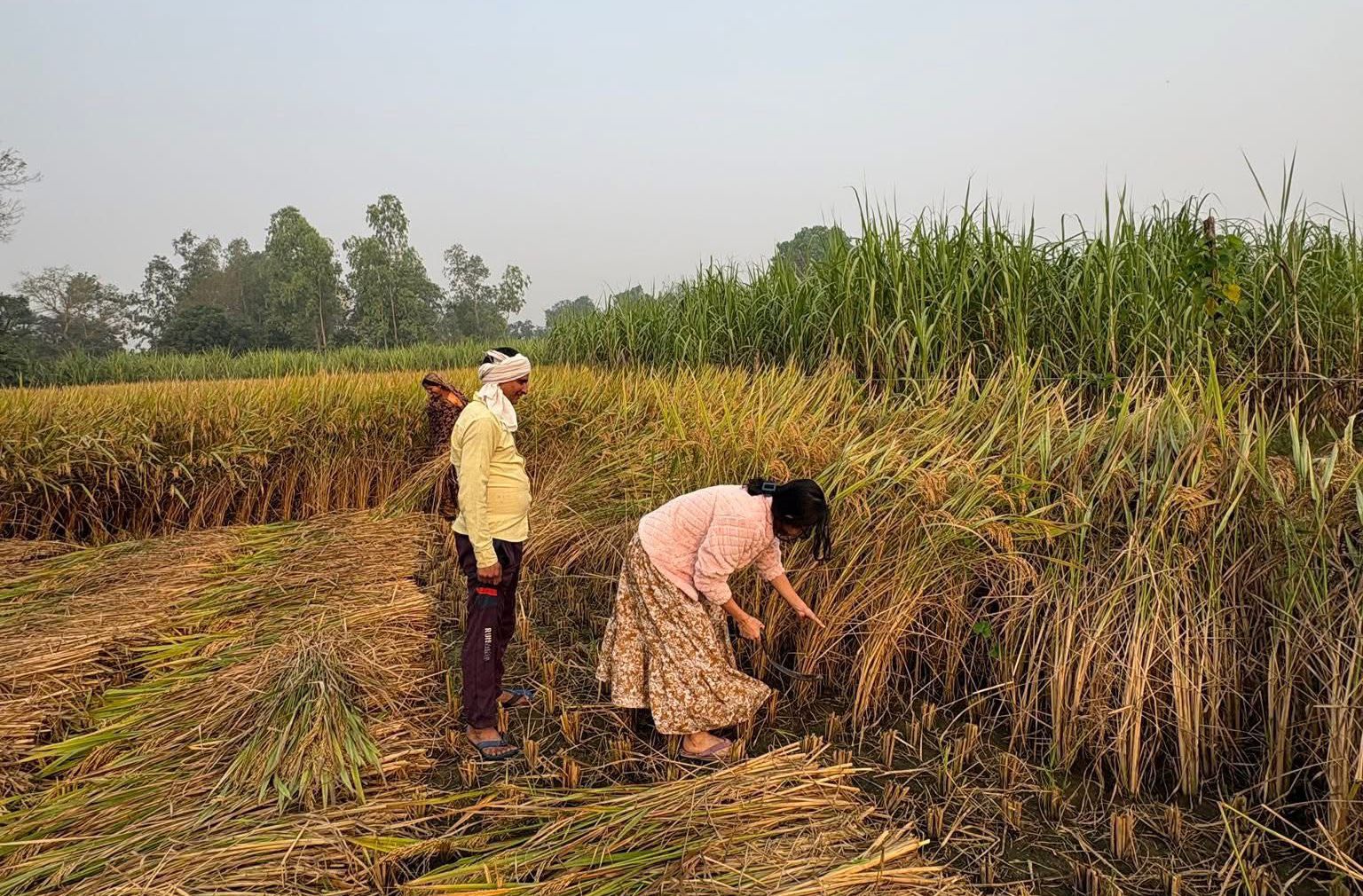 Desa Suka Maju, Kecamatan Tenggarong Seberang.