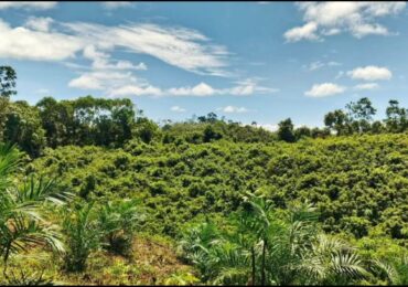 Buana Jaya Ubah Lahan Bekas Tambang Jadi Sawah Produktif, Dorong Ketahanan Pangan Lokal