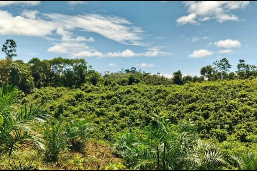 Lahan Sawit Eks Tambang Batu Bara.