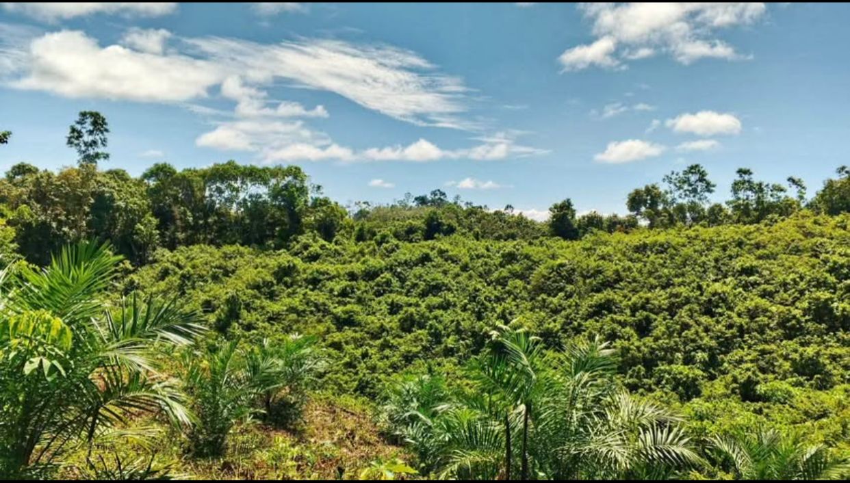 Lahan Sawit Eks Tambang Batu Bara.