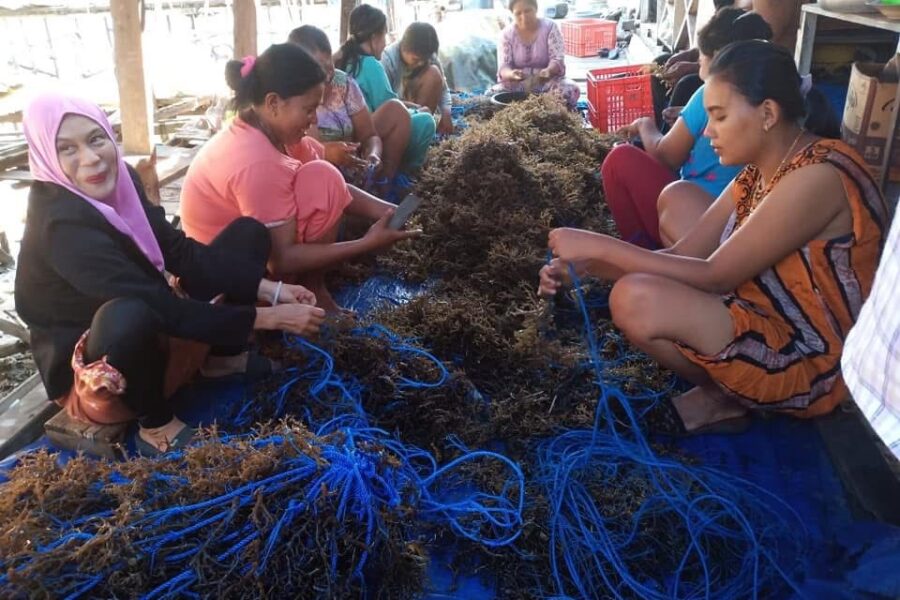 Warga Muara Badak, Kukar saat Membersihkan Rumput Laut.
