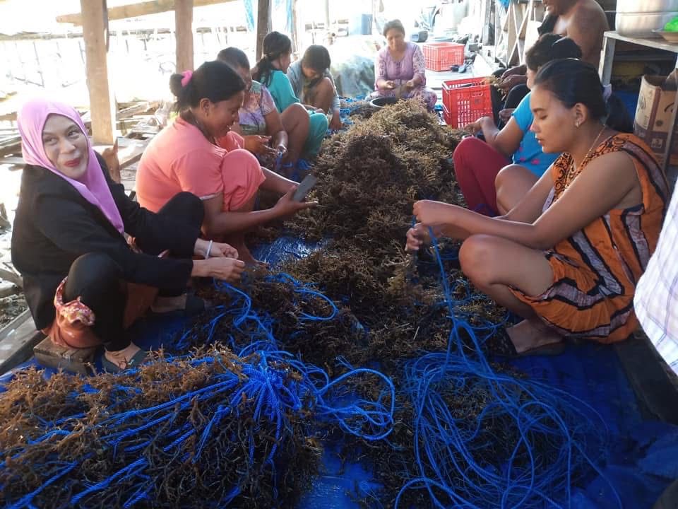 Warga Muara Badak, Kukar saat Membersihkan Rumput Laut.